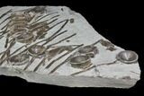 Plate Of Fossil Ichthyosaur Vertebrae & Ribs - Germany #150172-3